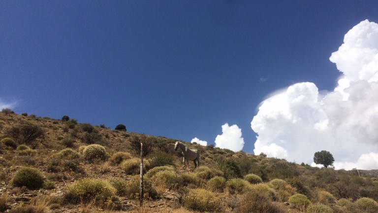 Wild horse, Trevélez